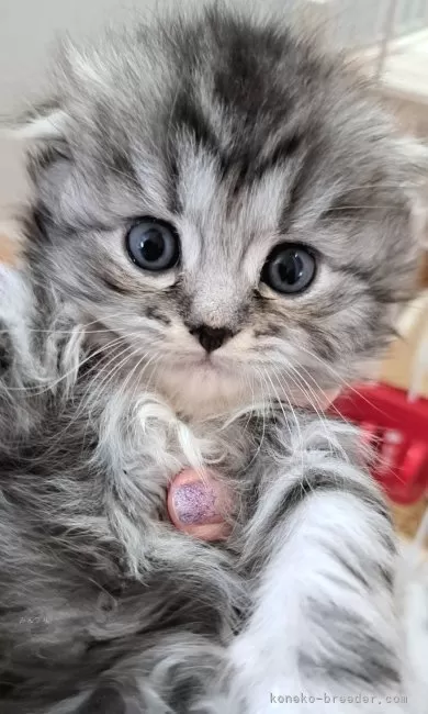 ID：2405-01181の子猫