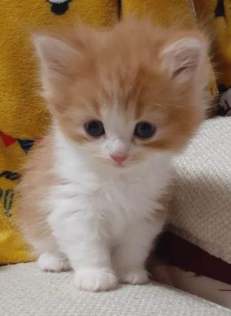 ID:2204-02010の子猫