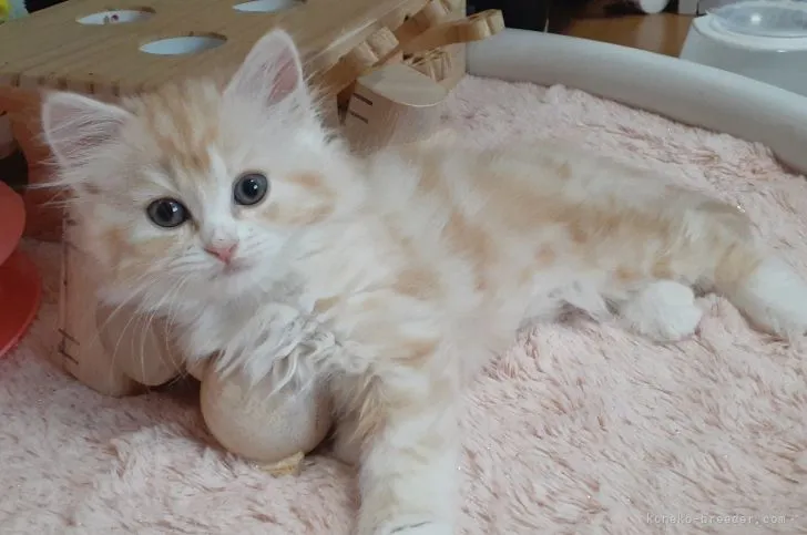 ID：2209-00140の子猫