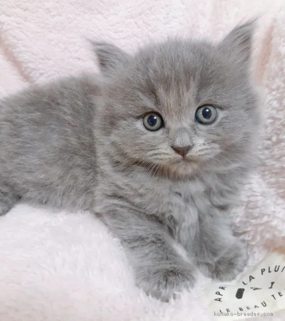 みゆう 様のお迎えした子猫