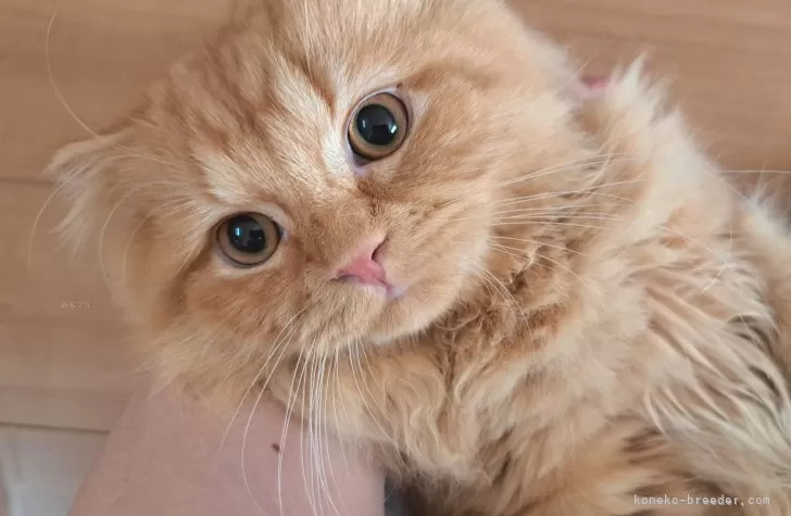 ID：2404-00150の子猫