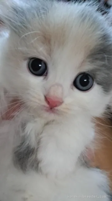 ID：2308-01225の子猫