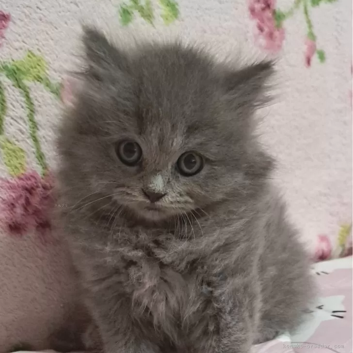 ID:2410-03105の子猫