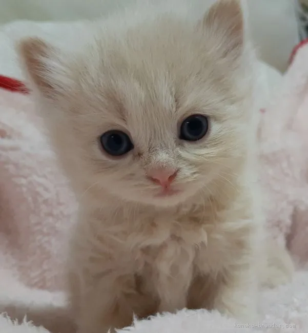 ID：2005-01876の子猫