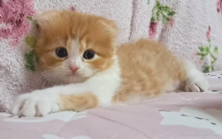 ID:2407-02535の子猫