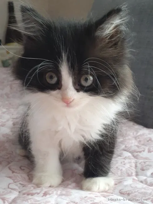 ID：2209-02758の子猫