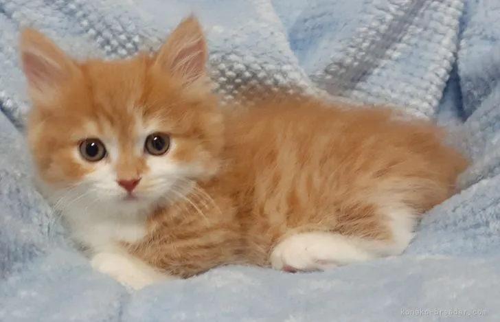 ID：2106-02435の子猫