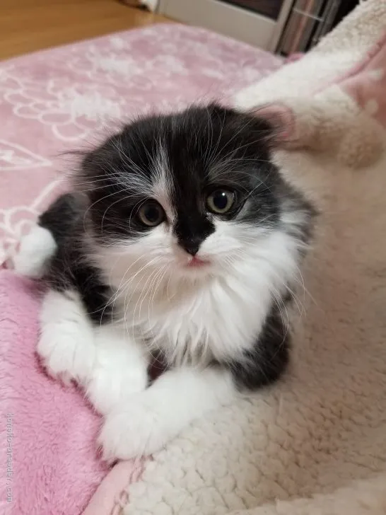 ID：1903-00155の子猫