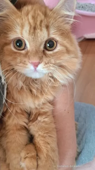 ID:2404-01305の子猫