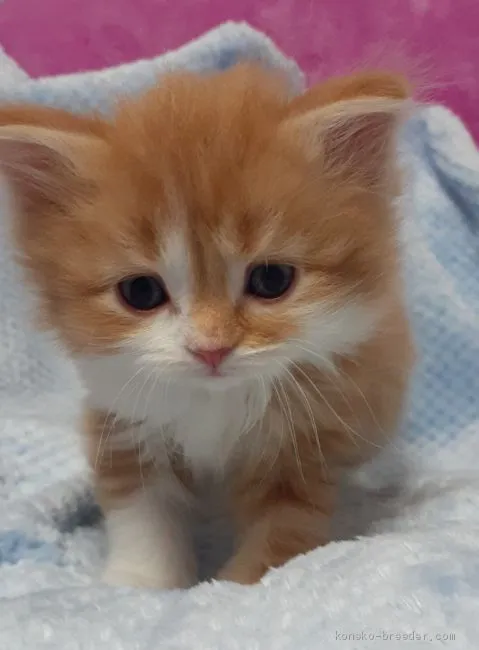 ID：2103-00587の子猫