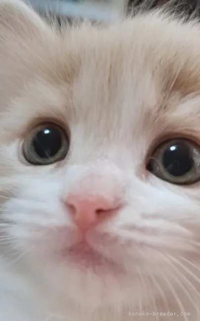 ID：2305-00293の子猫