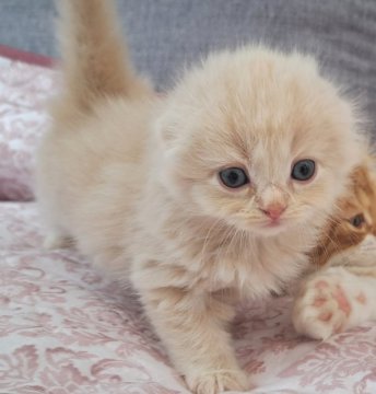 スコティッシュフォールド【埼玉県・女の子・2023年8月22日・クリーム(ふわほわセミ〜ロング)】の写真「女の子らしく甘えん坊チャン💗」