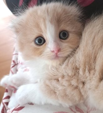 スコティッシュフォールド(折れ耳)【埼玉県・女の子・2023年9月26日・クリームタビー&ホワイト（ふわふわセミ〜ロング）】の写真「おめめくりくり❤
見学可能です😸💕」