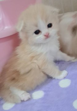 スコティッシュフォールド(折れ耳)【埼玉県・男の子・2023年4月21日・クリーム&ホワイト（ふわふわセミロング）】の写真「満点BOY💮」