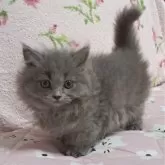 マンチカン(短足)【埼玉県・男の子・2024年9月4日・ブルー】の写真1「極短ﾁｬﾝ🩷」