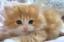 スコティッシュフォールド(立ち耳)【埼玉県・男の子・2024年6月5日・レッドタビー&ホワイト】の写真2「整ったお顔です🧡」