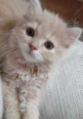スコティッシュフォールド【・男の子・2019年8月2日・クリーム&ホワイト】「幼い頃はこんな感じでした💗」