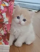 スコティッシュフォールド(立ち耳)【埼玉県・男の子・2023年3月29日・クリーム&ホワイト】の写真2「まん丸おめめ︎‪💕」