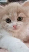 スコティッシュフォールド(立ち耳)【埼玉県・男の子・2023年3月24日・クリームタビー&ホワイト】の写真2「女の子みたいに可愛いお顔😻✨」