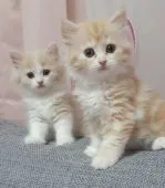 スコティッシュフォールド(立ち耳)【埼玉県・女の子・2022年7月15日・レッドタビー】の写真3「シャキーン❣️遠近法で大きく見えます🤭」