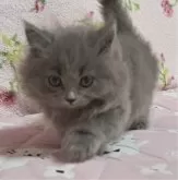 マンチカン(短足)【埼玉県・男の子・2024年9月4日・ブルー】の写真4「ソロリ 🐾 ソロリ 🐾」