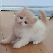 スコティッシュフォールド(立ち耳)【埼玉県・男の子・2023年3月29日・クリーム&ホワイト】の写真5「はしゃいでます🎶✨」