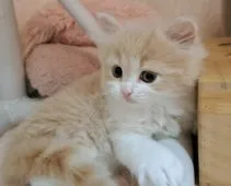 スコティッシュフォールド(立ち耳)【埼玉県・男の子・2023年3月24日・クリームタビー&ホワイト】の写真5「かわゆい子ﾁｬﾝです💕」