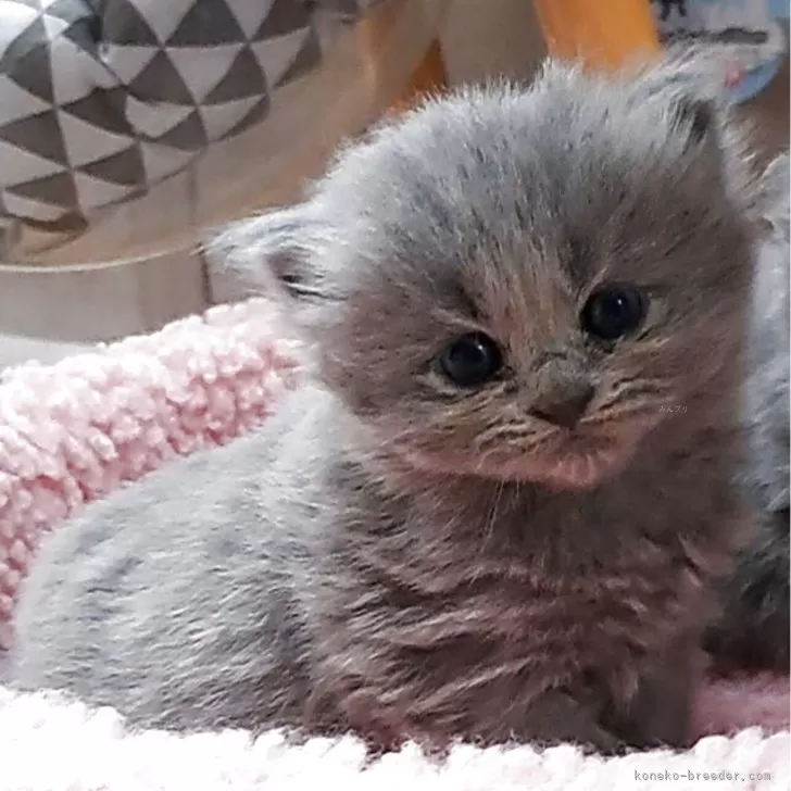 ID：2506-01575の子猫