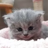 マンチカン(長足)