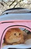 スコティッシュフォールド(折れ耳)【埼玉県・男の子・2024年3月16日・レッドタビー】の写真2