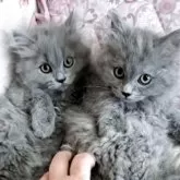 マンチカン(長足)【埼玉県・女の子・2025年5月12日・ブルークリーム】の写真4