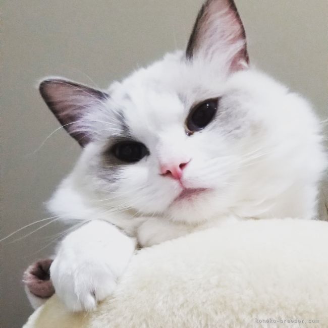 吉田　美幸(よしだ　みゆき)ブリーダー(大阪府・ペルシャなど・TICA/NAG登録)の紹介写真3