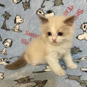 ラグドール【大阪府・女の子・2022年6月15日・ブルーポイントバイカラー（ロング）】の写真「良血統⭐️絶世の美女です🤗」