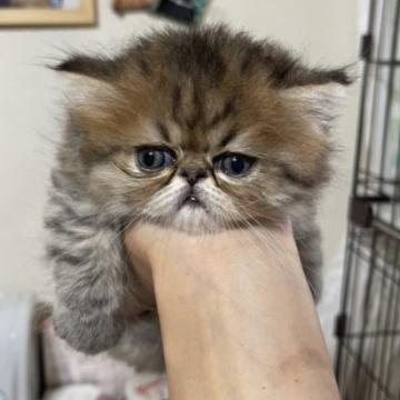 ペルシャ【大阪府・女の子・2022年5月18日・ブラウンタビー（ロング）】の写真「毛吹きがとってもゴージャスな子です♥」