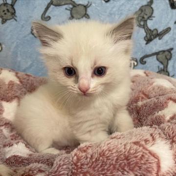 ラグドール【大阪府・男の子・2022年7月5日・ブルーポイントバイカラー（ロング）】の写真「良血統⭐️とってもイケメンです♡♡」