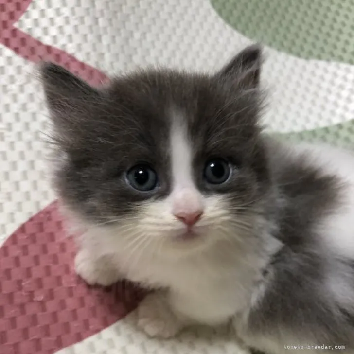 ID:2310-01308の子猫