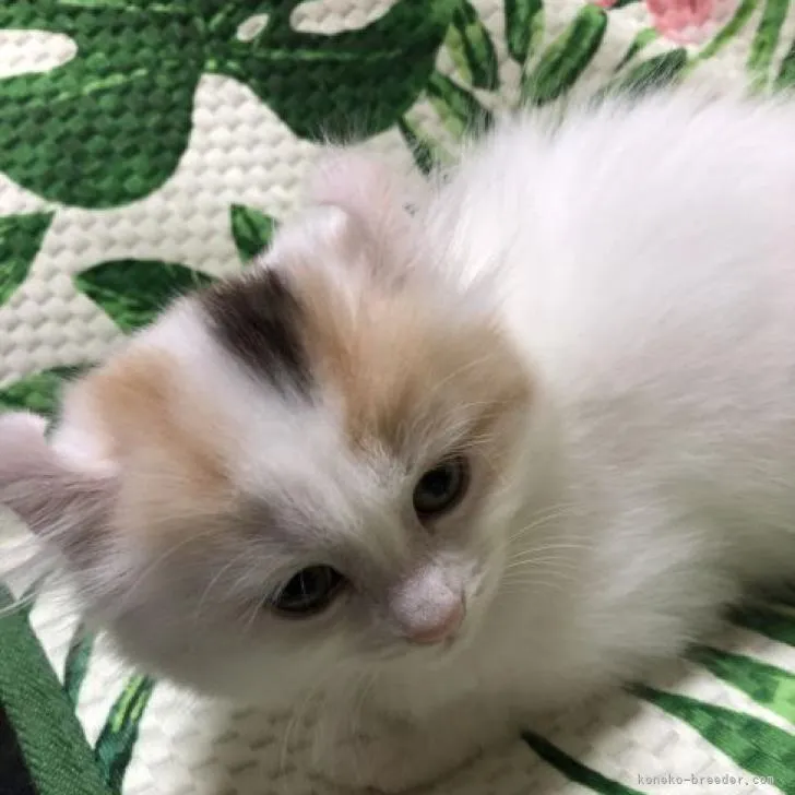 ID:2210-01741の子猫