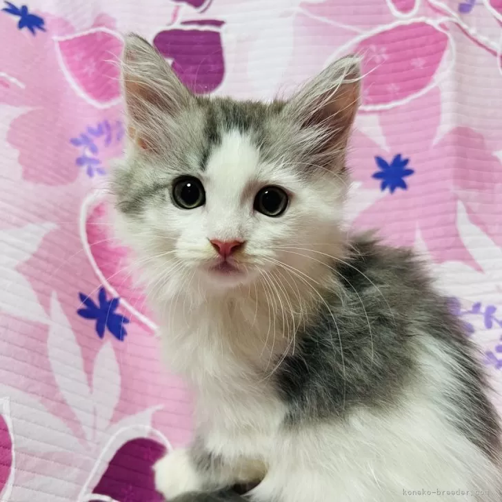 ID:2408-02252の子猫