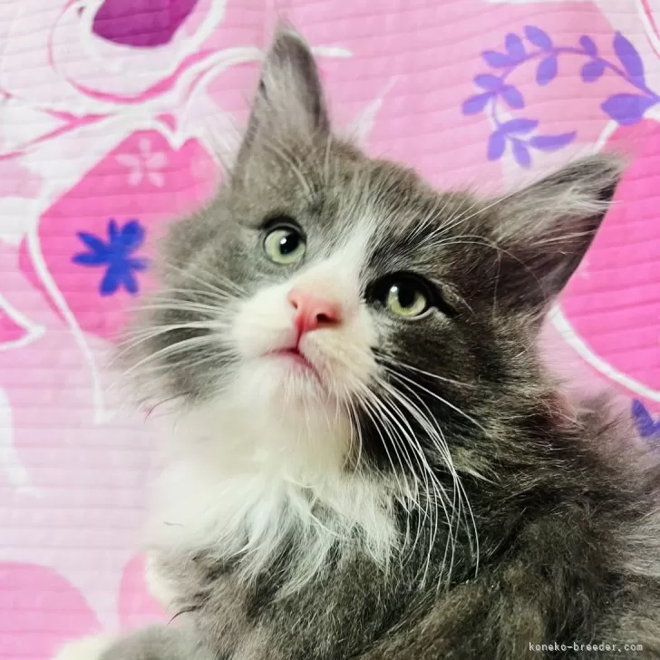 ID:2404-02288の子猫