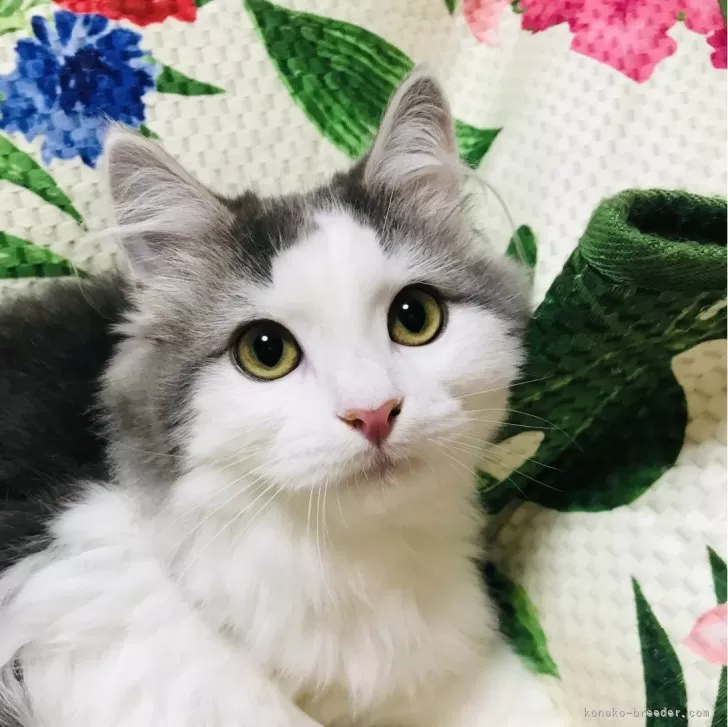 ID:2310-01313の子猫
