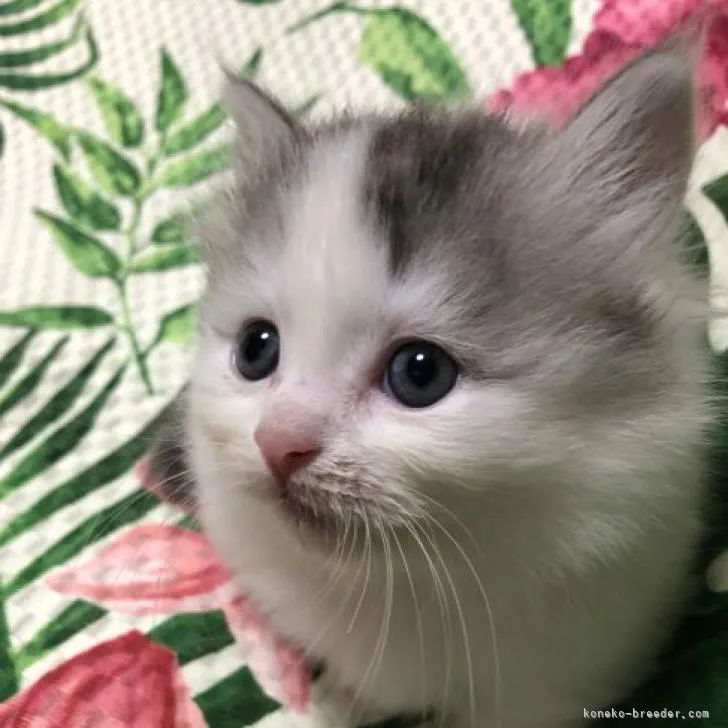 ID：2206-02972の子猫