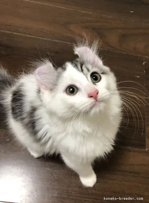 ID:2110-00339の子猫