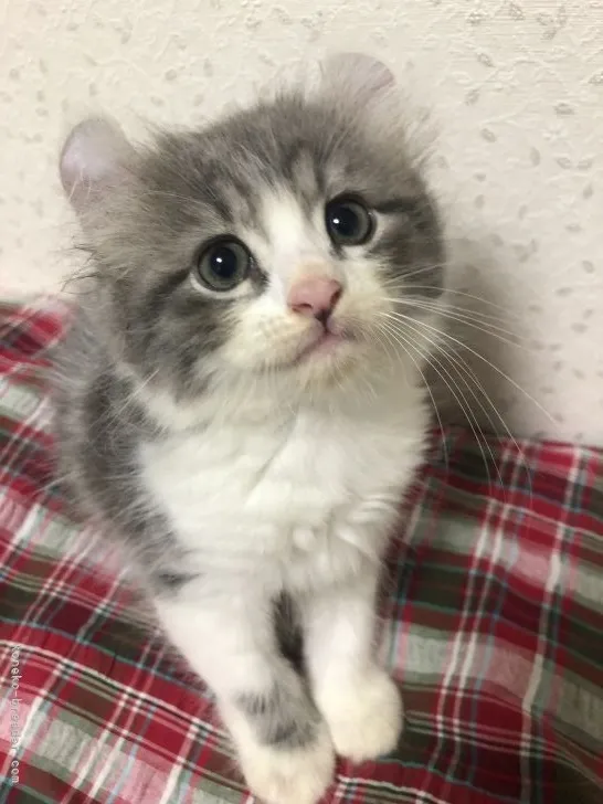 ID:2109-02337の子猫