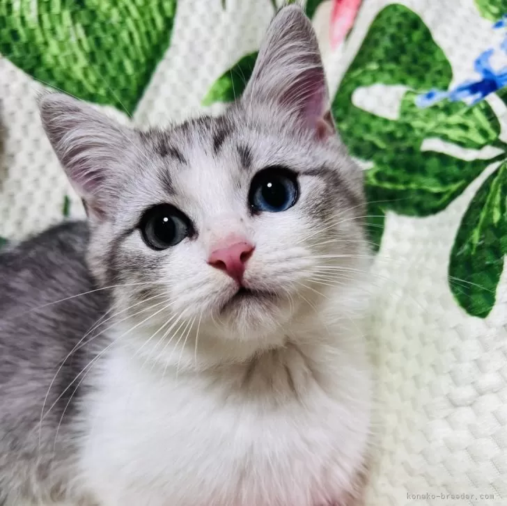 ID:2412-00751の子猫