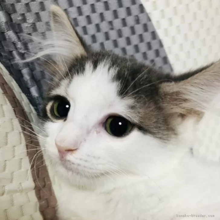 ID:2310-03055の子猫