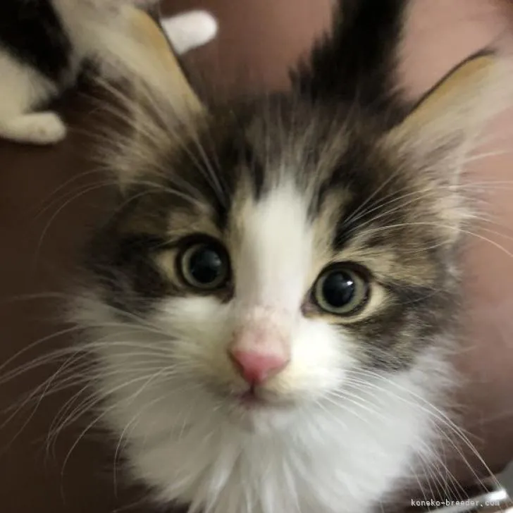 ID:2212-01035の子猫