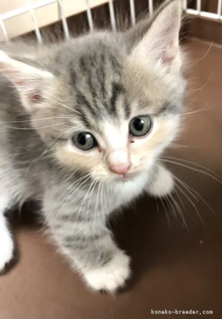 ID:2204-00724の子猫