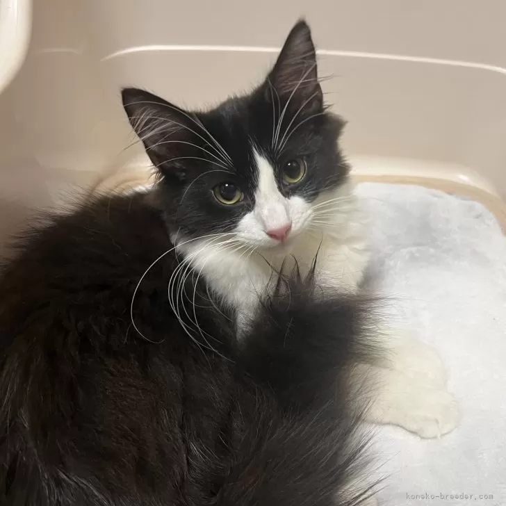 ID：2408-02222の子猫