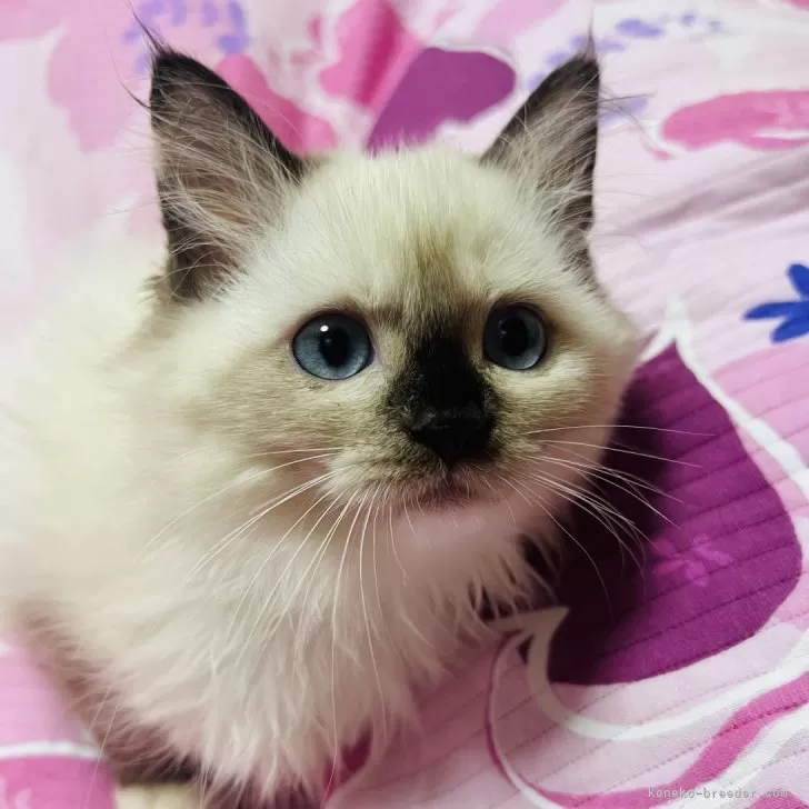 ID:2410-00978の子猫