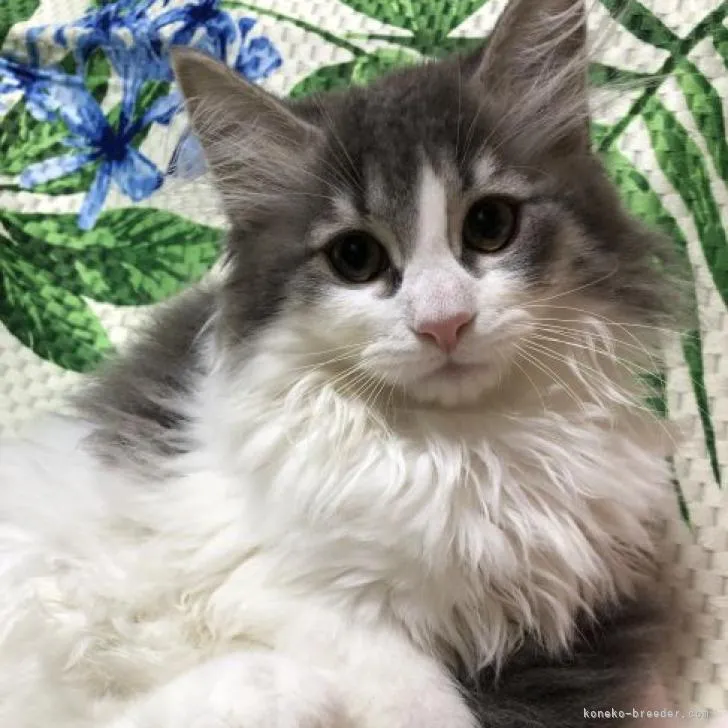 ID:2205-01601の子猫